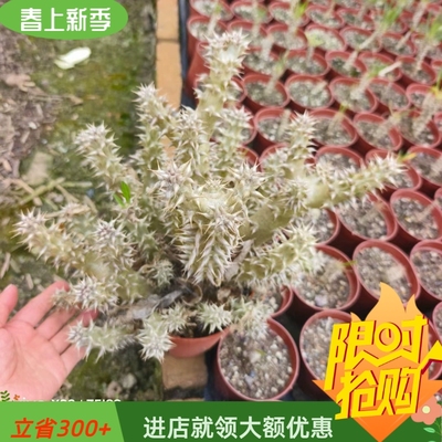 西巴女王群生棒棰树属易养护懒人块根植物一物一拍多肉绿植3/27