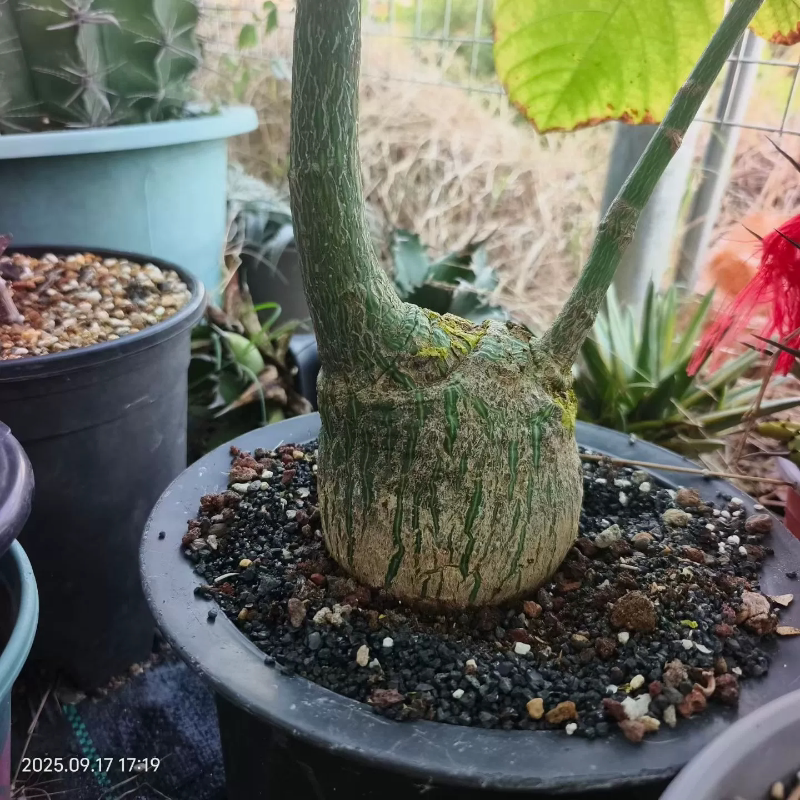 龟甲木棉,肚子肥圆潮流懒人块根一物一拍多肉植物沙生植物9/17
