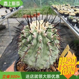 大黑士冠稀有品种仙人球植物一物一拍多肉植物盆栽潮流植物4