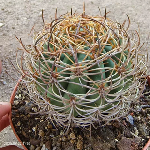 彗星殿,野采种源实生苗接自根根系不错仙人球室内盆栽包邮8/22
