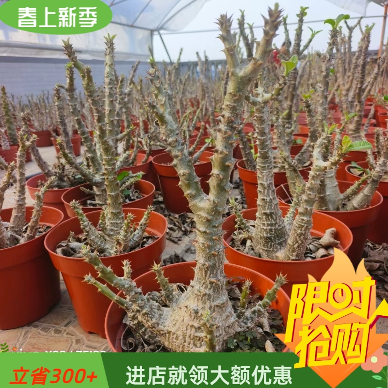 温莎瓶干棒槌棒棰树属易养护懒人块根植物一物一拍多肉绿植3/27