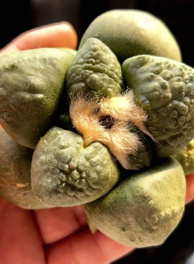 实生大疣连山/s194岩牡丹属潮流仙人球室内稀有物种一物一拍2/9