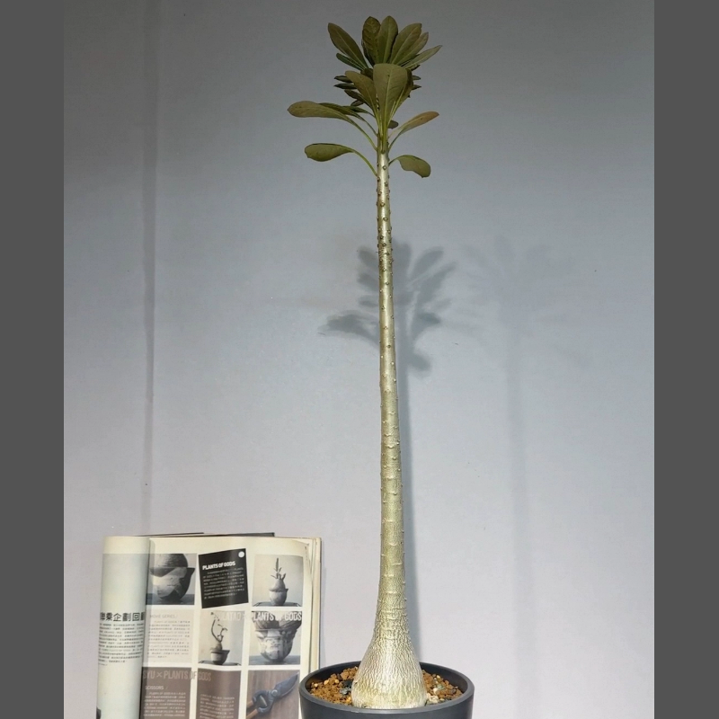 索科特拉沙漠玫瑰实生6.3CM块根多肉室内盆栽一物一拍稀有12/6