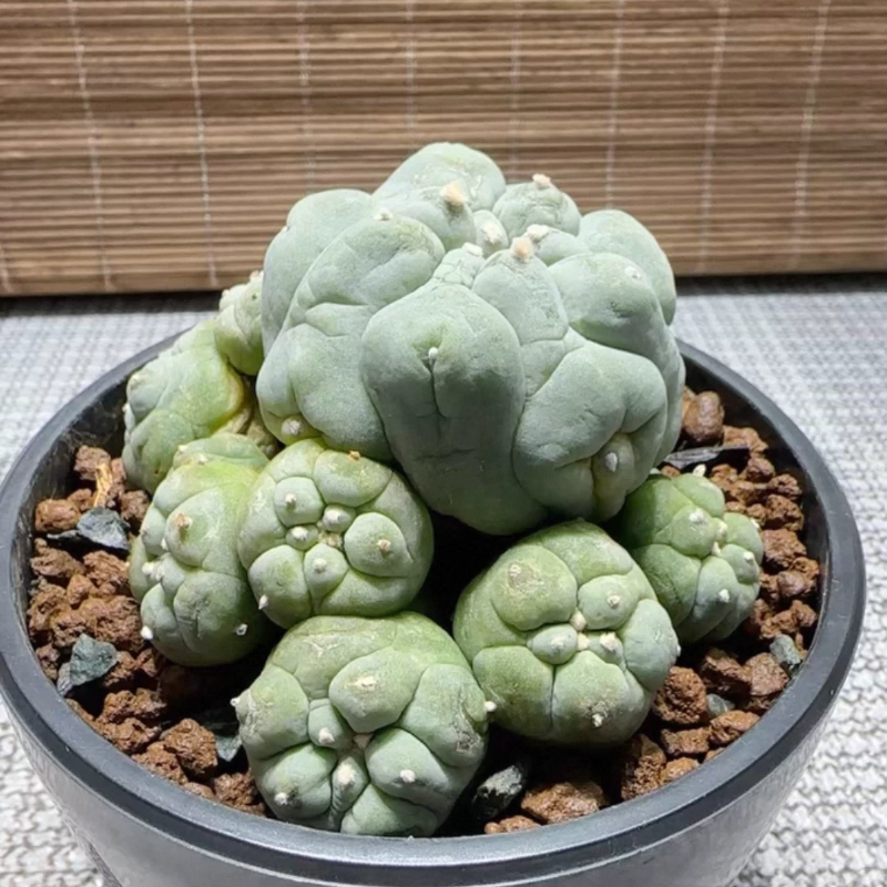 自根草球群，泰系黑肌大疣粹群仙人球小众多肉室内盆栽择优发1/10