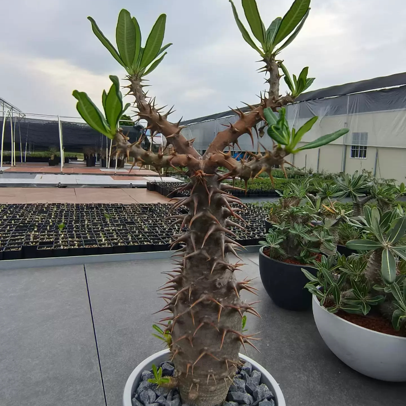 安博棒槌棒棰树属潮流稀有植物懒人块根室内盆栽带盆发多肉6/13