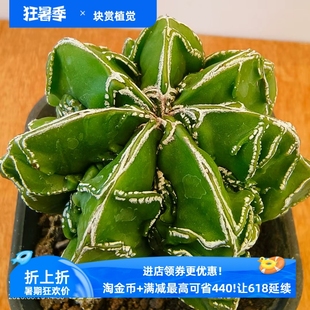 实生白线核桃鸾凤玉棱覆盖白线仙人球一物一拍多肉稀有包邮6/25