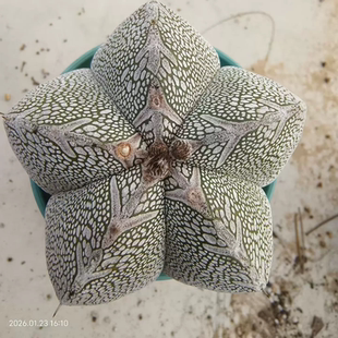 实生恩冢鸾凤玉宽v纹仙人球星球属懒人植物小众多肉一物一拍1/23