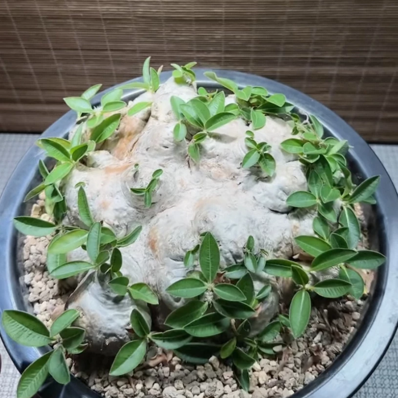 惠比须笑这盆生姜更大 23厘米棒槌树属小众绿植块根一物一拍12/22