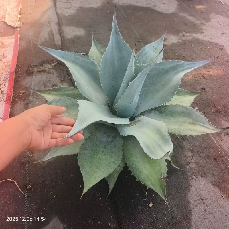 鲸鱼舌头龙舌兰多肉植物室内盆栽潮流懒人一物一拍稀有品种12/6