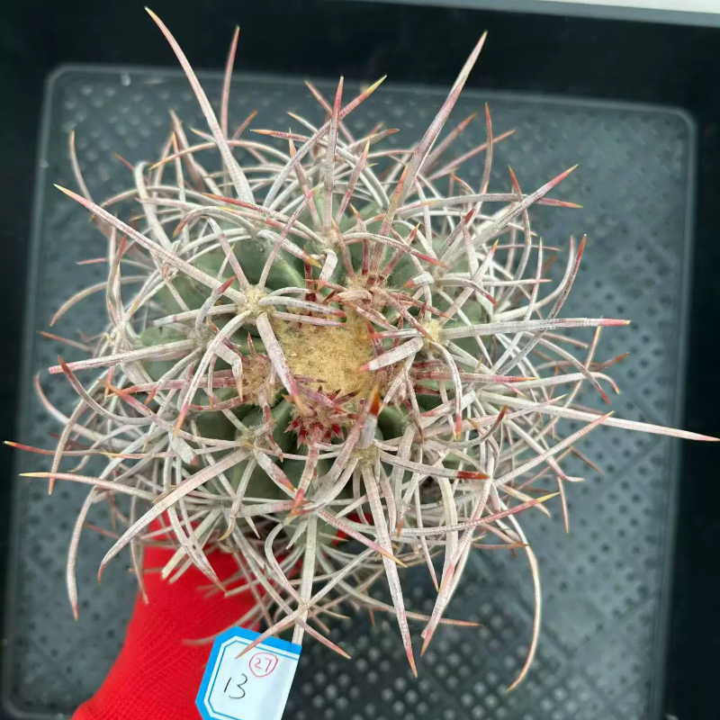 单头大龙冠26.不含刺12cm，一物一拍懒人仙人球带盆发多肉6/3
