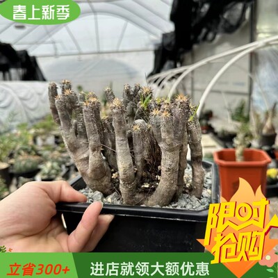 伊洛棒槌群生棒棰树属沧桑感十足块根一物一拍多肉稀有品种4/10