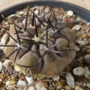 欧系实生短粗刺黑王丸微瑕翻下去蜕皮了仙人球稀有一物一拍3