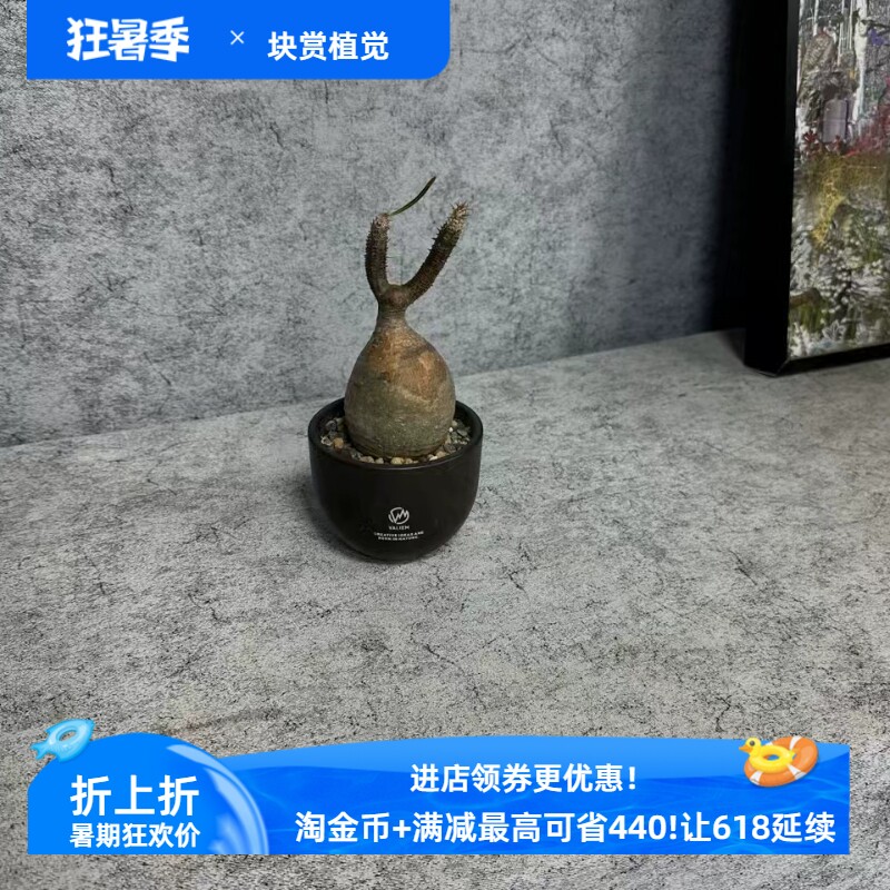 独辫子牛角象芽宫强熟桩5.8CM块根一物一拍多肉稀有品种包邮3/15