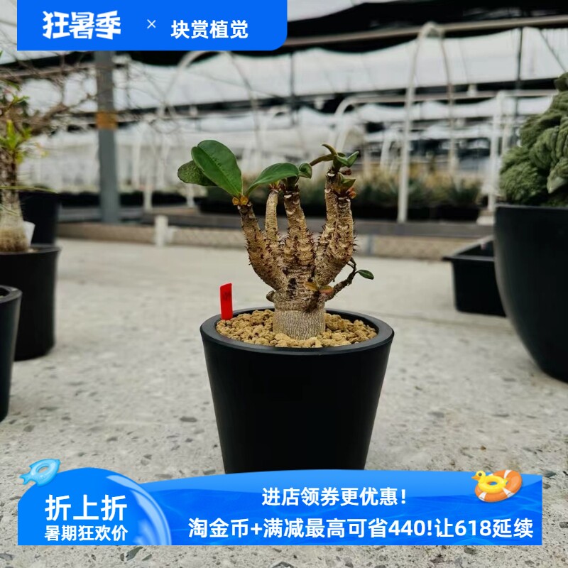 象鼻大戟多头株盆口内径8块根植物一物一拍多肉稀有品种包邮3/15