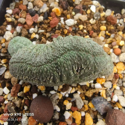 布纹球宽缀侧芽分株大戟科块根稀有品种绿植多肉 一物一拍8/16