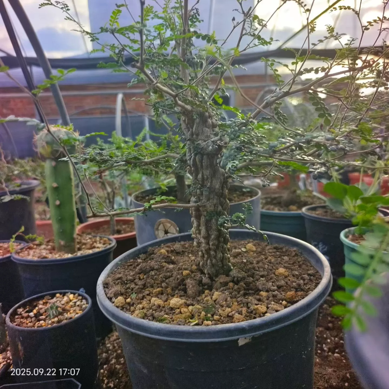巨大瘤子实生象足漆巨瘤特别棒潮流懒人块根植物一物一拍多肉9/22