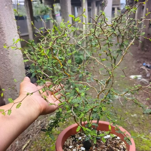 新西兰童话树,块根潮流懒人沙生可带盆发稀有品种多肉4/25