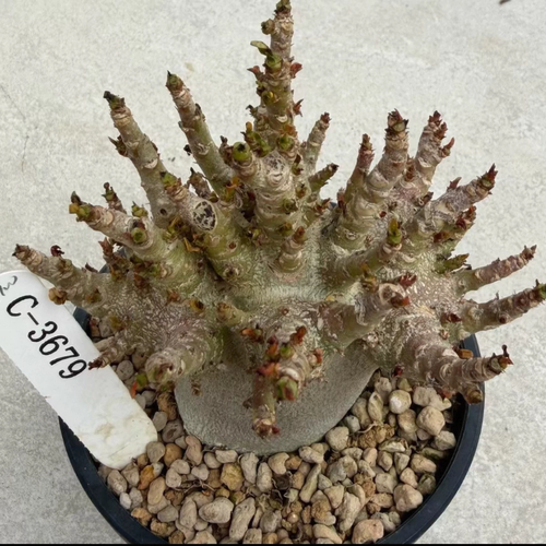 哥斯拉 C-3679 块根多肉沙漠玫瑰实生桌面多肉稀有一物一拍4/8