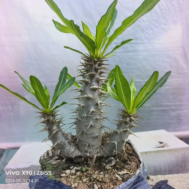 实生多头安博棒槌，超值价植物一物一拍带盆发稀有品种多肉5/4