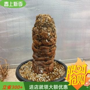 火山大戟鲜活株大戟科块根稀有品种易养护多肉植物一物一拍3