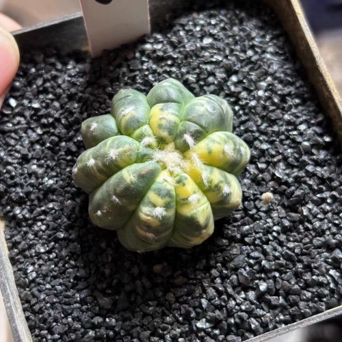泰系实生悟空兜锦/s63懒人仙人球一物一拍多肉植物沙生植物9/18