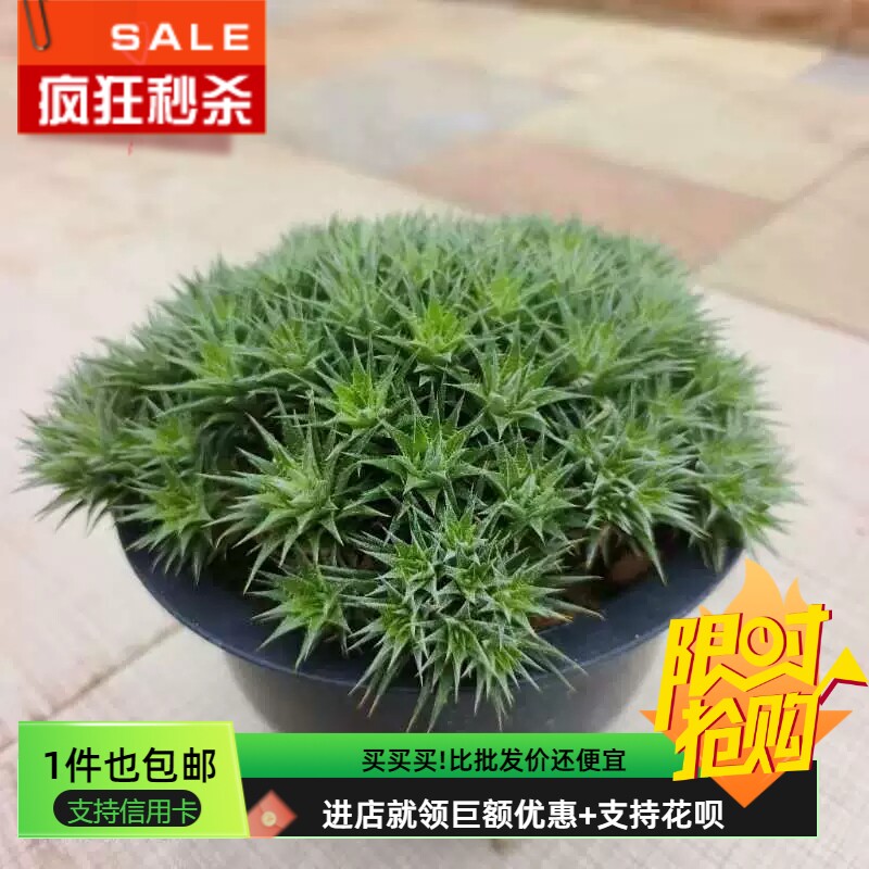 坨坨凤超多头沙漠凤梨科植物一物一拍易养护稀有品种桌面绿植5/27