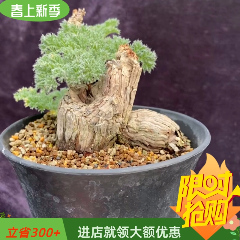 适合造景造型枯木洋葵冬型种块根植物一物一拍易养护稀有品种4/21-封面