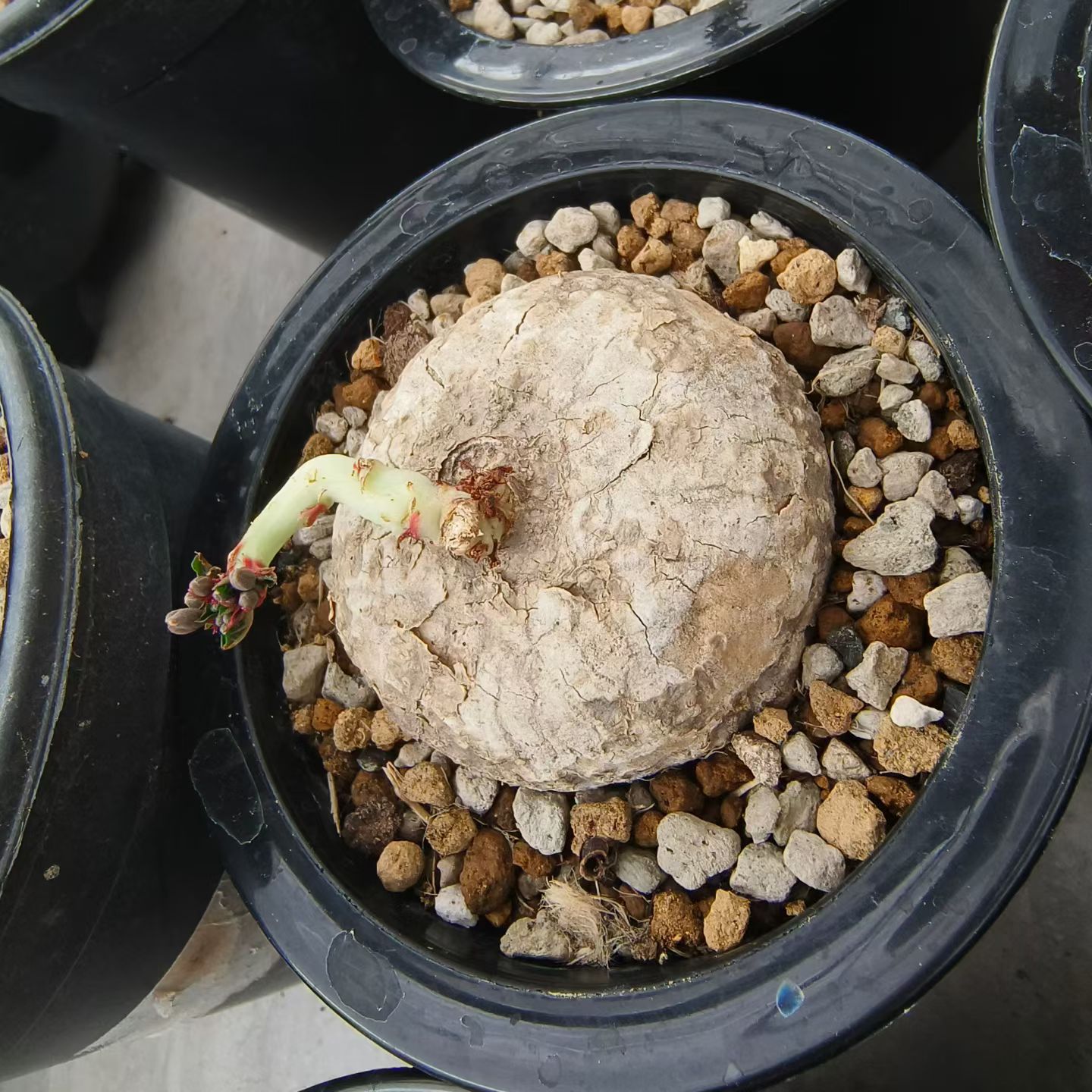 卵叶西番莲块根植物潮流懒人沙生一物一拍盆栽多肉7/13