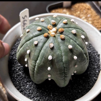 泰系实生海星体指纹琉璃兜s662沙生星球属仙人球一物一拍多肉9/19