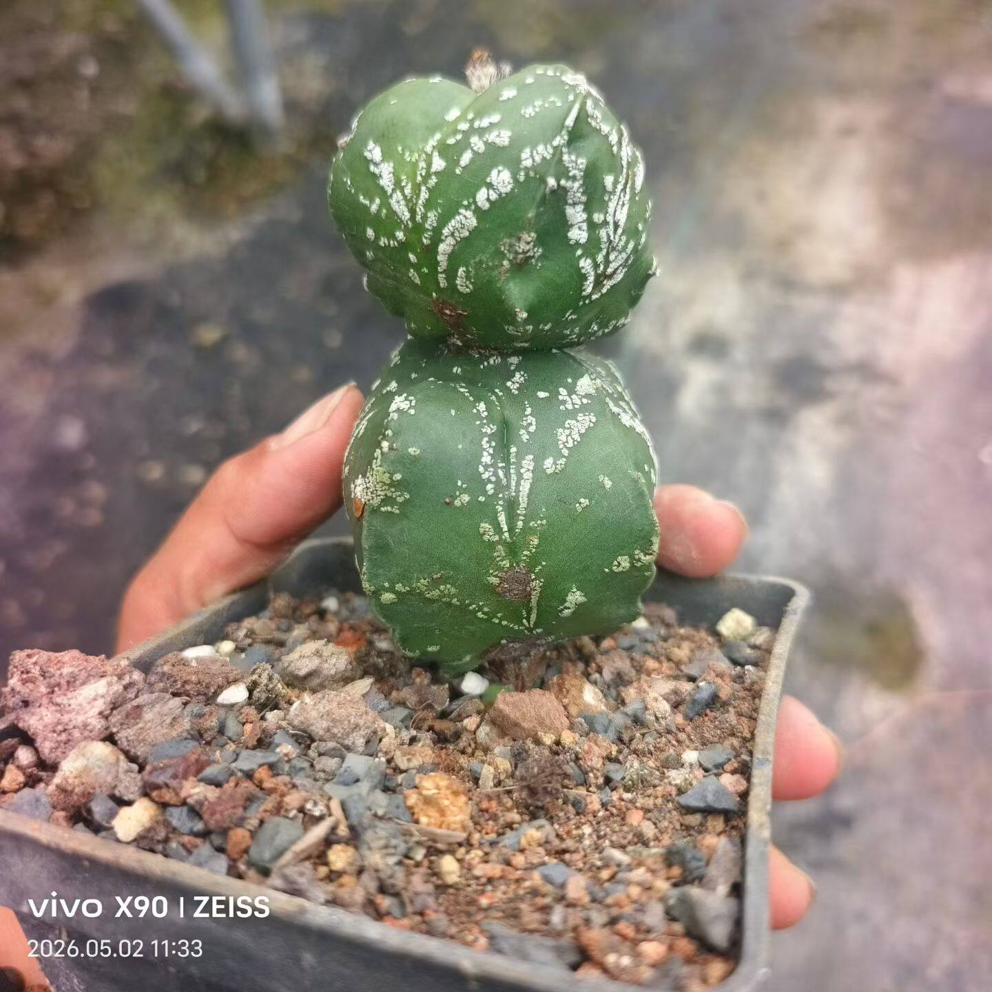 石化三角鸾凤玉，球上球，星兜属一物一拍带盆发稀有品种多肉5/4