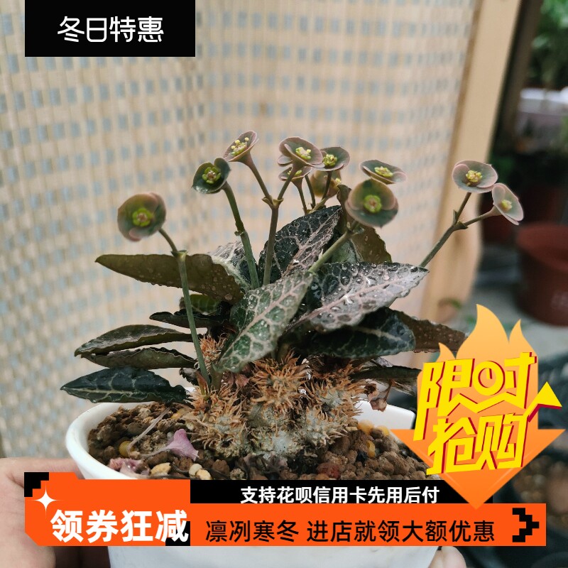 绿叶彩叶麒麟大戟科潮流块根植物一物一拍稀有品种易养护绿植6/28