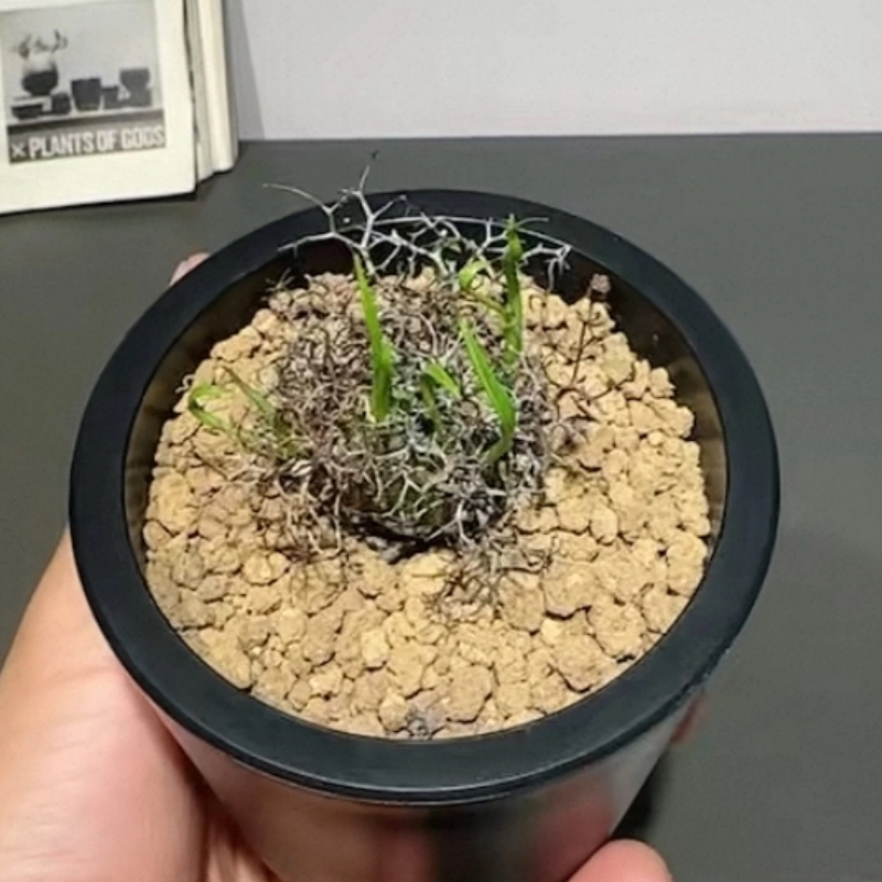 双头钢丝球万物想厚敦菊属冬型种块根小众绿植多肉一物一拍12/12