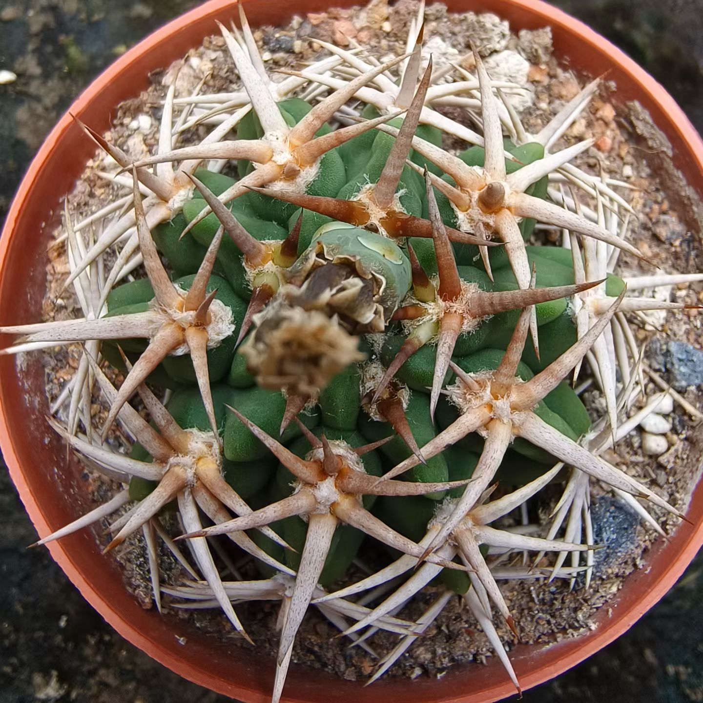 实生豪刺螺纹刺碧岩玉仙人球潮流懒人沙生一物一拍盆栽多肉7/14