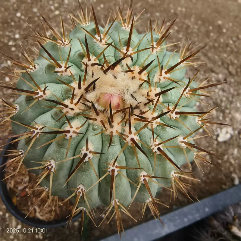 实生苗接浅金刺孤龙丸 不含刺8cm多 嫁接仙人球一物一拍多肉10/21