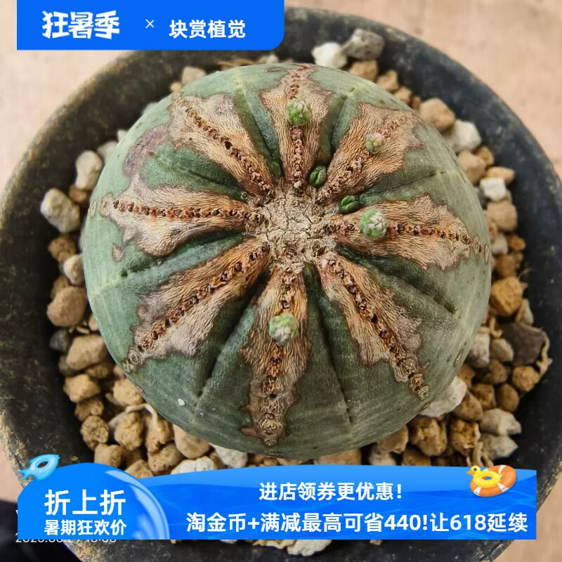 箭头木质纹布纹球侧芽已发根大戟科块根一物一拍易养护包邮6/28