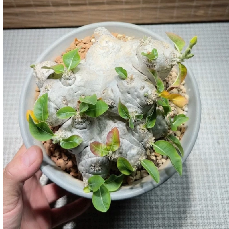 惠比须笑 生姜棒槌树属 块根直径约18c小众植物多肉一物一拍12/26