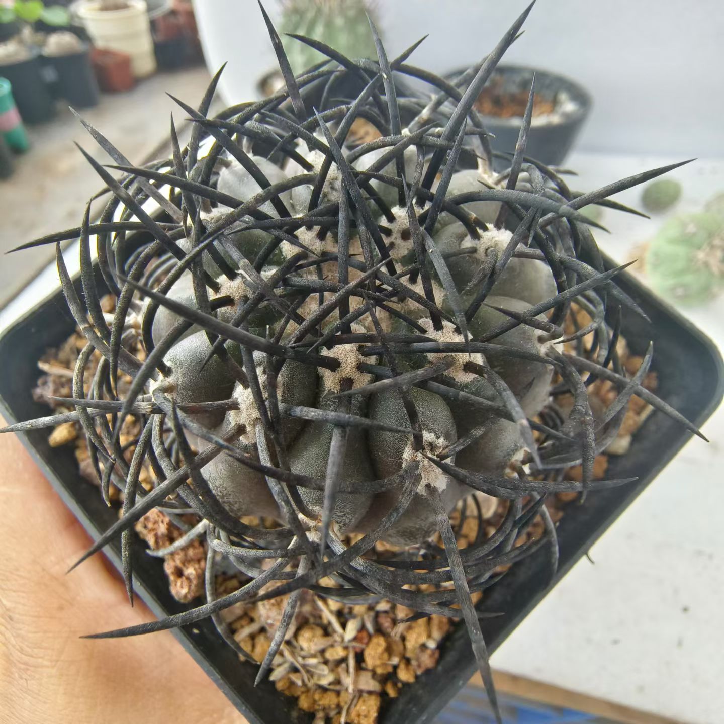 炭黑粗刺栗星玉 自根仙人球潮流懒人室内盆栽带盆发多肉6/15