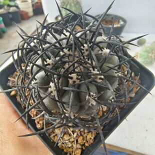 炭黑粗刺栗星玉 自根仙人球潮流懒人室内盆栽带盆发多肉6/15