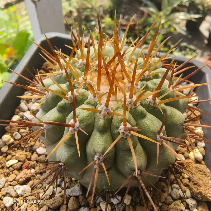 金刺孤龙丸透色金刺仙人球潮流懒人植物室内盆栽一物一拍多肉11/1