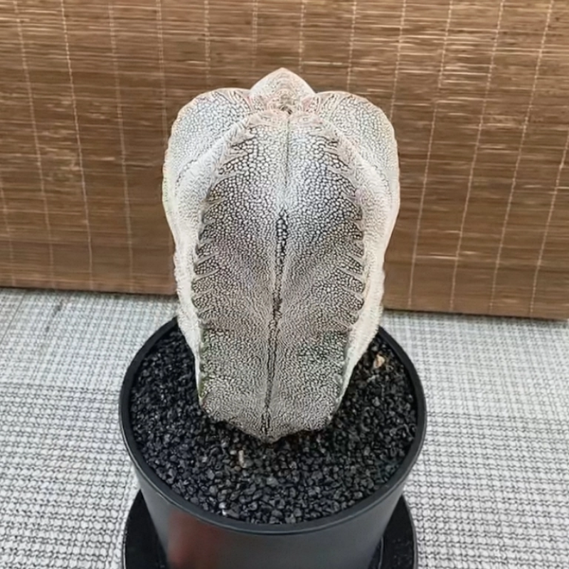 恩冢鸾凤玉宽V 肚子边带有点微锦8.7CM多肉一物一拍稀有品种12/6