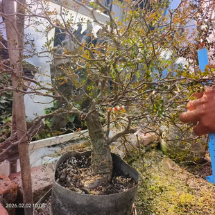 实生象足漆树，爆瘤。非常粗壮，矮桩多肉室内盆栽一物一拍2/2