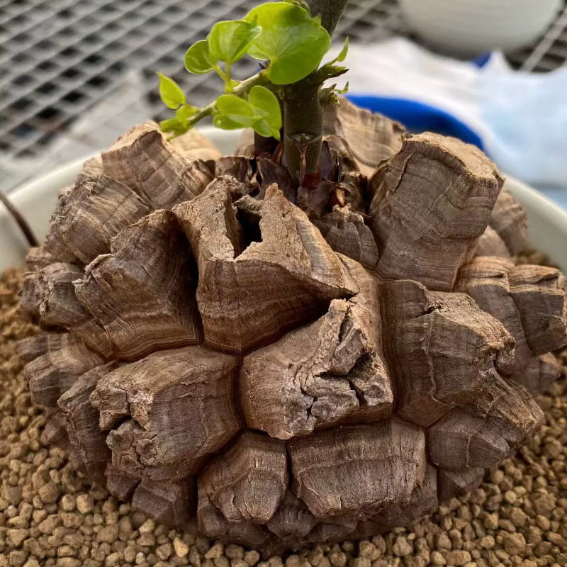 帅气剑甲南非龟甲龙盆养株潮流懒人沙生块根植物一物一拍多肉12/3