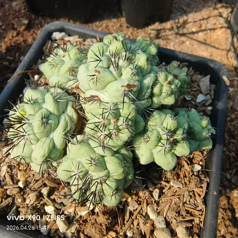 群生帝王丸大型种自根株已发根一物一拍可带盆发稀有品种多肉4/26