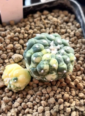 实生悟空兜锦/s25潮流懒人星球属小众仙人球多肉一物一拍12/23