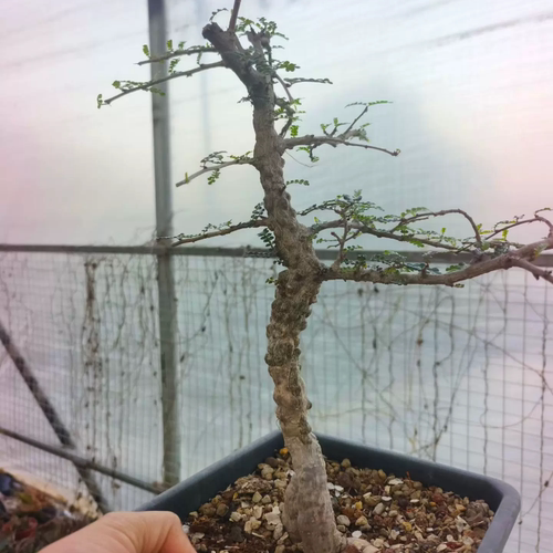 实生爆瘤列加漆树熟桩懒人沙生潮流稀有沙生一物一拍3/13