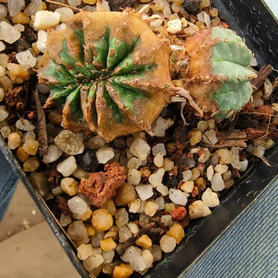 法利达侧芽株。大戟科块根植物可带盆发珍稀多肉稀有一物一拍4/15