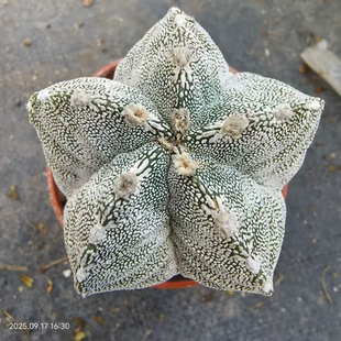 自根龟甲恩冢鸾凤玉根系好。可提盆一物一拍多肉植物沙生植物9/16