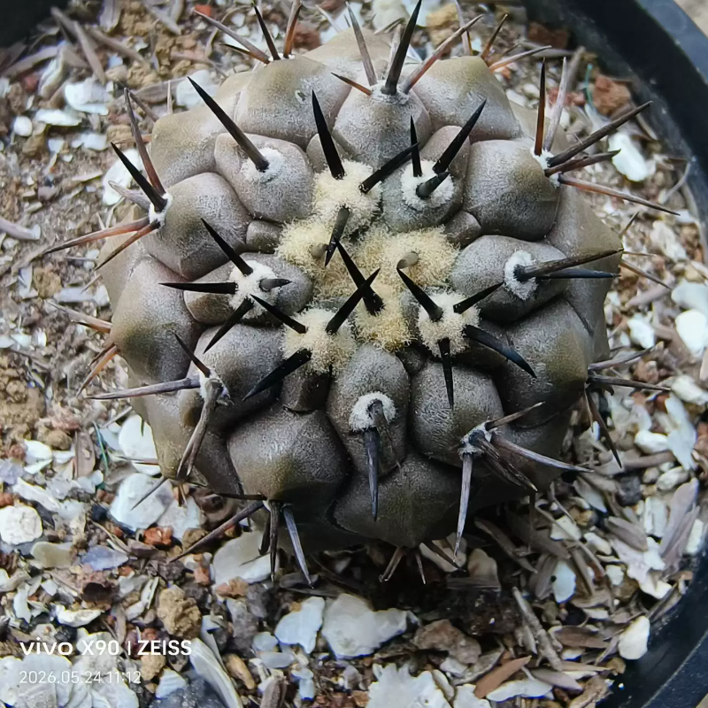 欧系实生短豪刺黑王丸龙爪球属仙人球绿植一物一拍带盆发多肉5/24