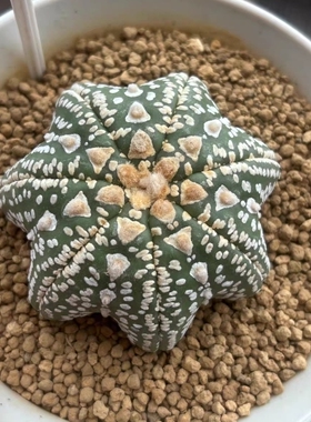 泰系实生七棱趴体海星V兜/s549星兜属仙人球一物一拍易养护7/20