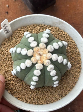 泰系实生高绒大疣连心琉璃兜/s888星球属仙人球多肉一物一拍8/29